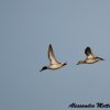 Coppia di Alzavole in volo